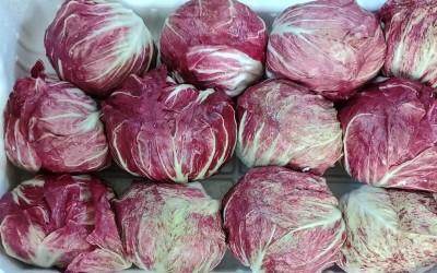 Foto Radicchio Tondo Origine Italia Marchio Pallotta           2